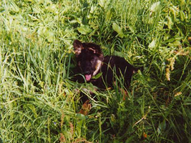 Dog Photo