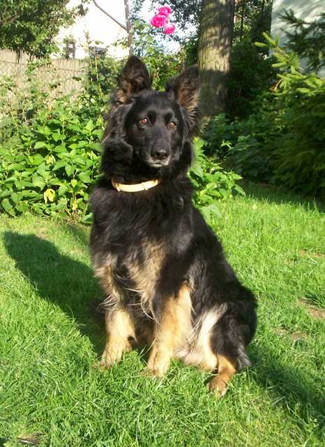 Dog Photo