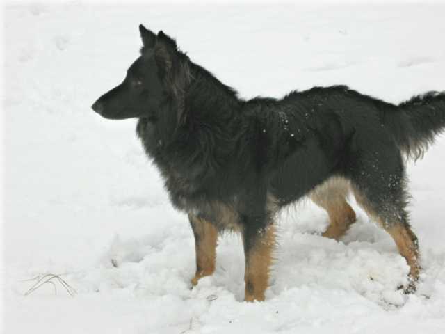 Dog Photo