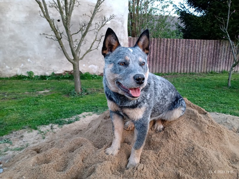 Dog Photo