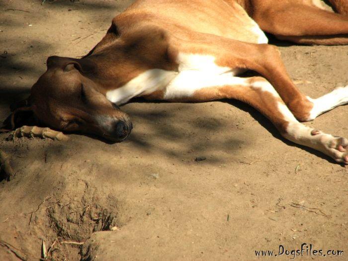 Dog Photo