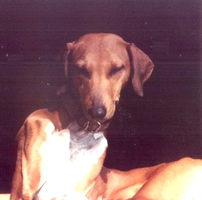 Dog Photo