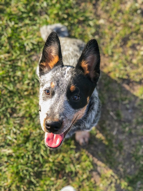 Dog Photo