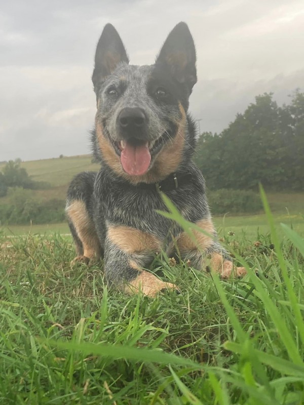 Dog Photo