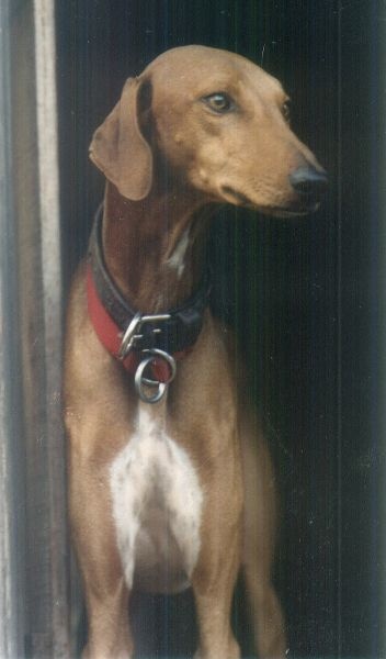 Dog Photo