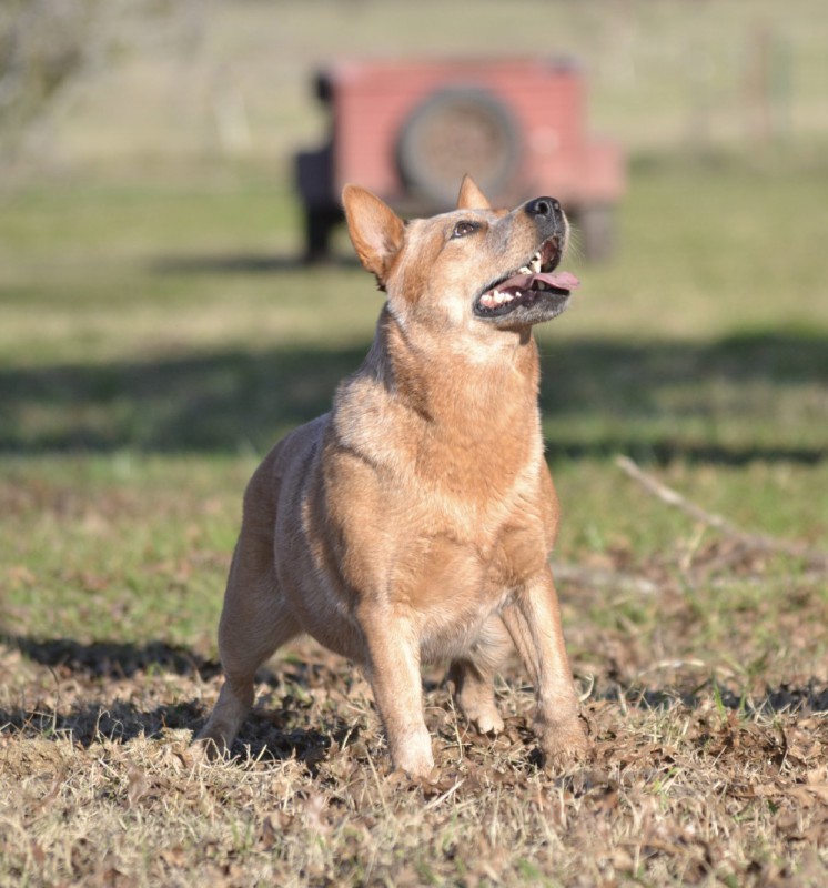 Dog Photo