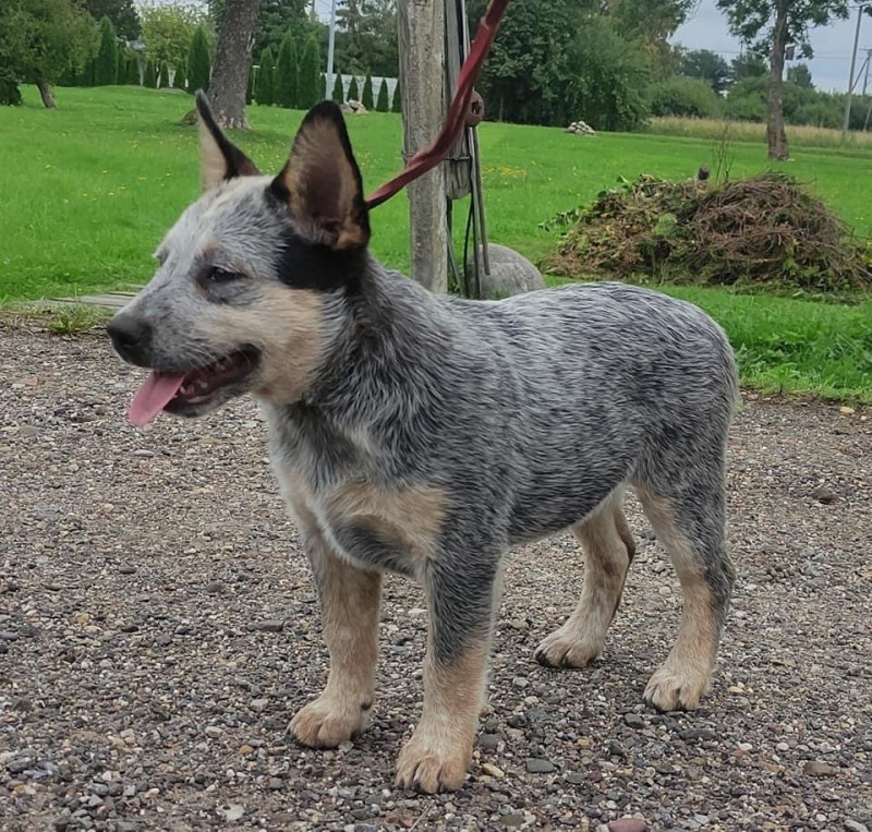 Dog Photo