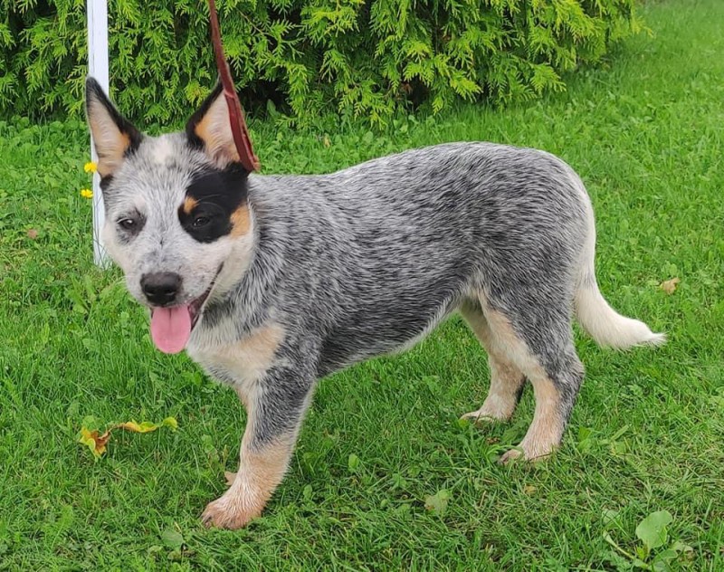 Dog Photo