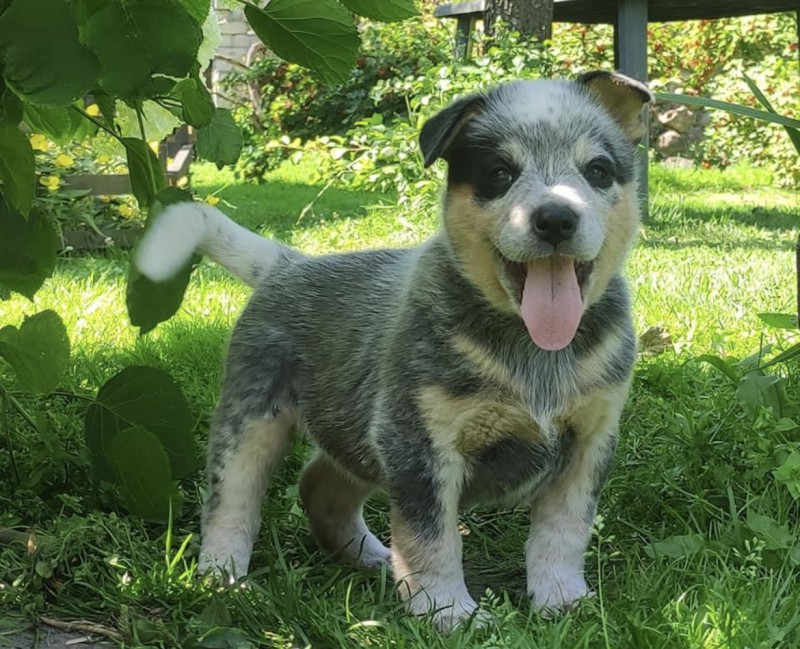 Dog Photo