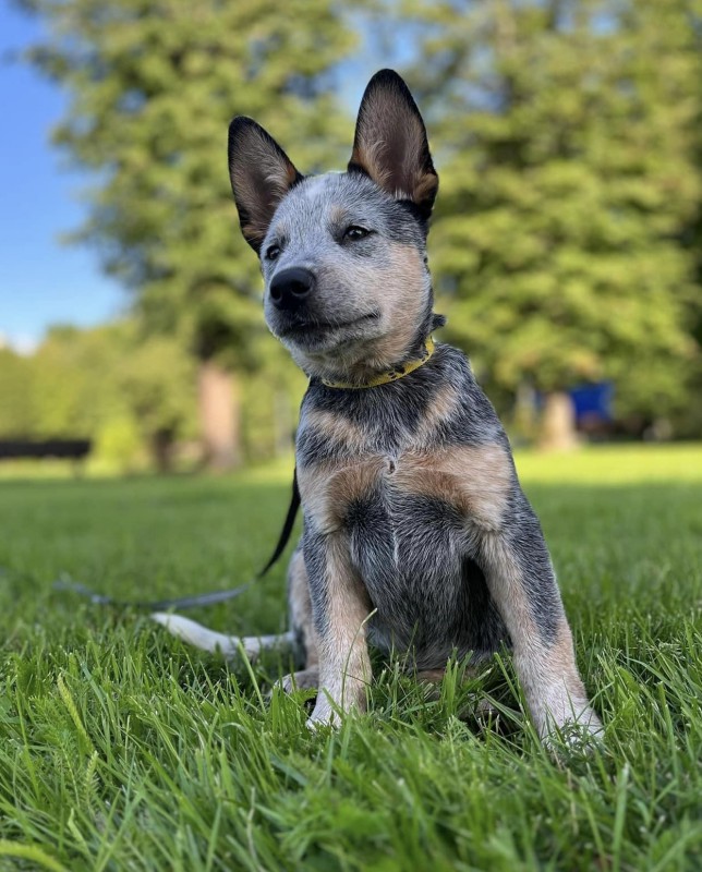 Dog Photo