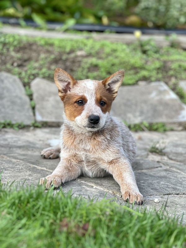 Dog Photo