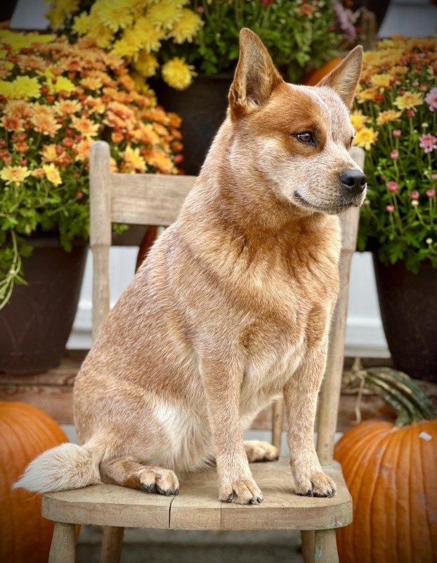 Dog Photo