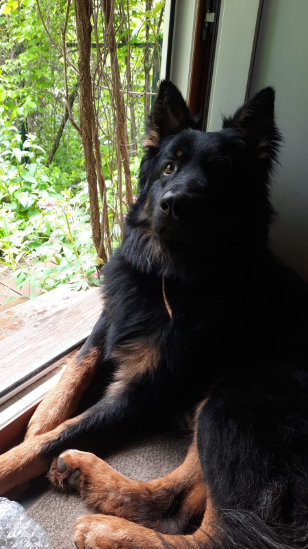 Dog Photo
