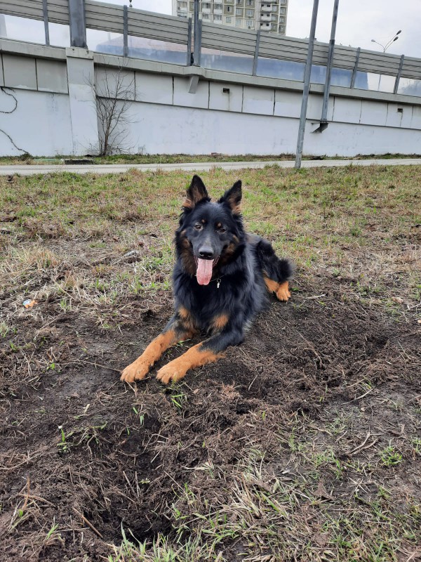 Dog Photo