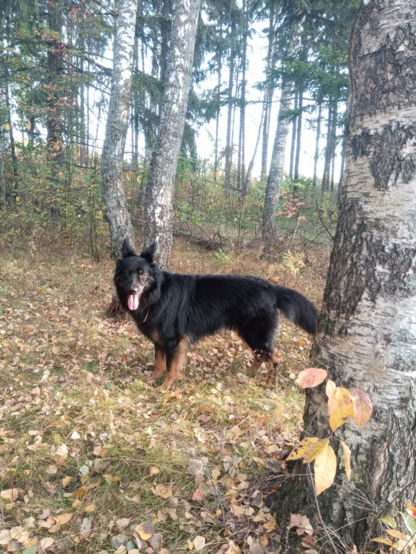 Dog Photo