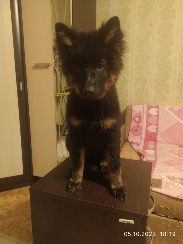 Dog Photo