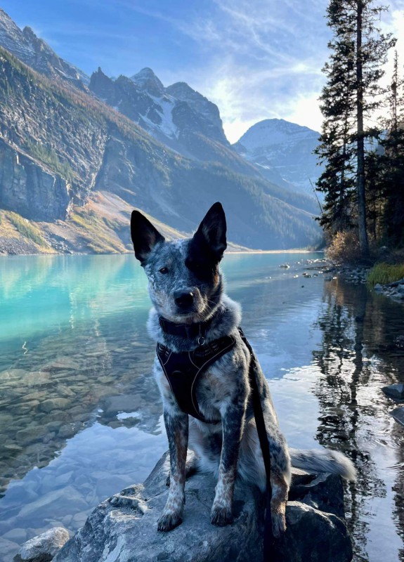 Dog Photo