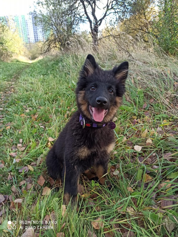 Dog Photo