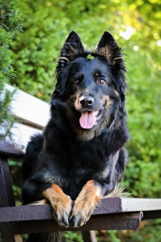 Dog Photo