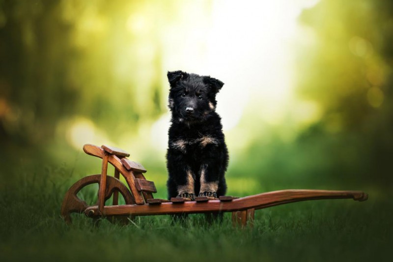 Dog Photo