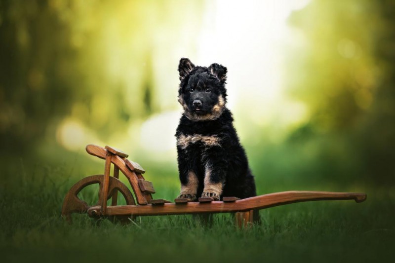 Dog Photo