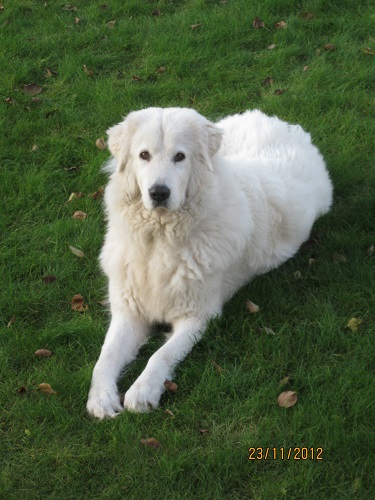 Dog Photo