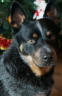 Dog Photo
