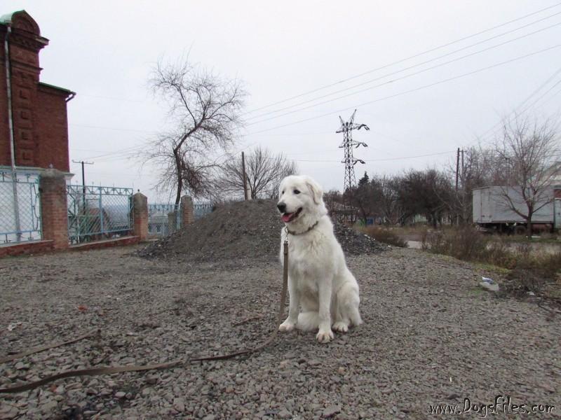 Dog Photo