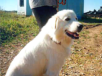 Dog Photo