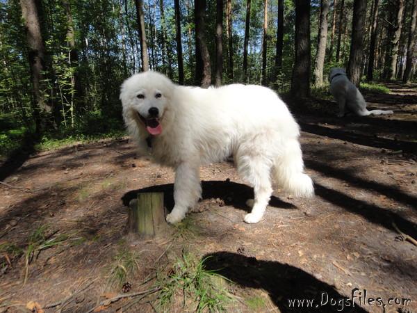 Dog Photo