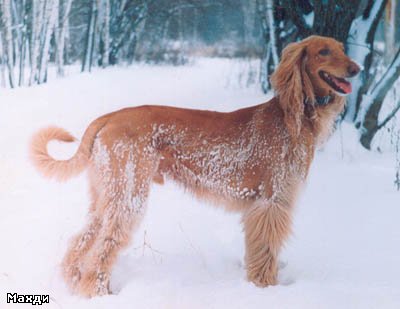 Dog Photo