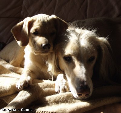 Dog Photo