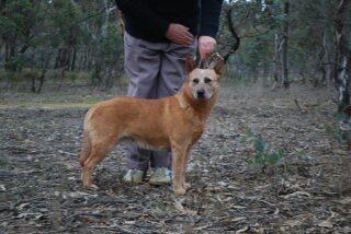Dog Photo