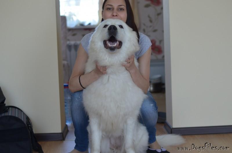 Dog Photo