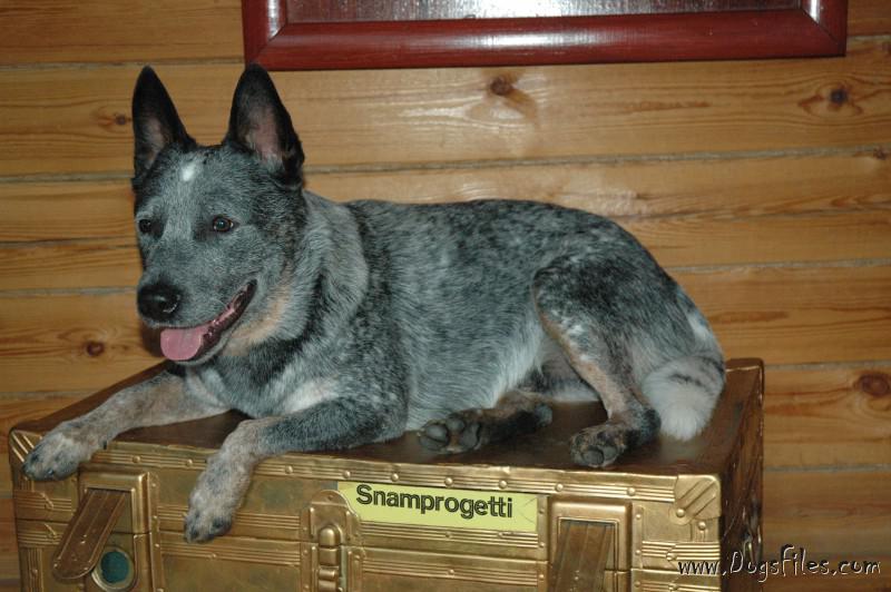Dog Photo
