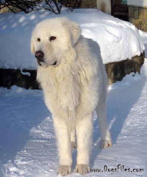 Dog Photo