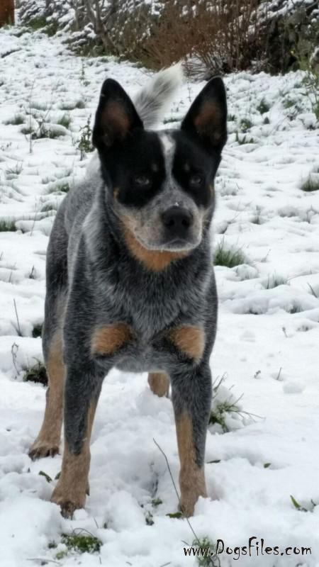 Dog Photo