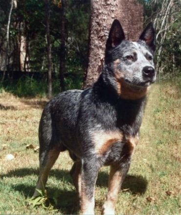 Dog Photo