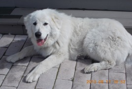 Dog Photo