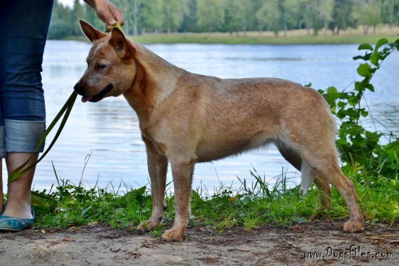 Dog Photo