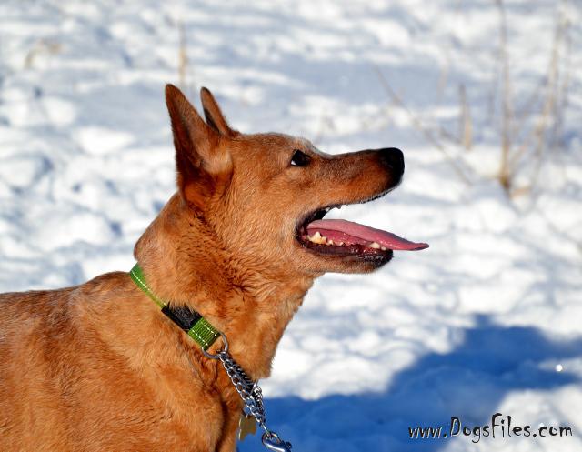 Dog Photo