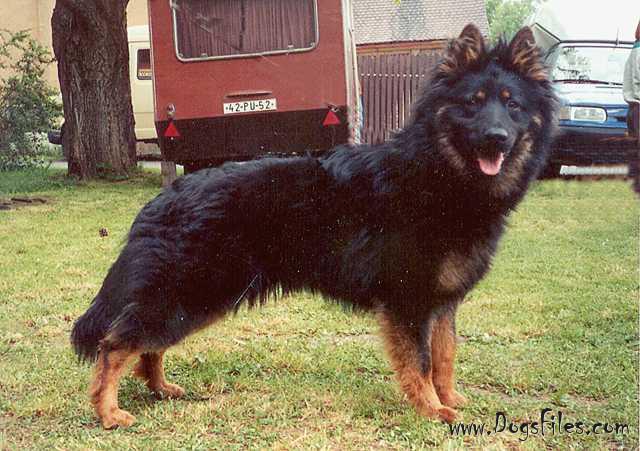 Dog Photo