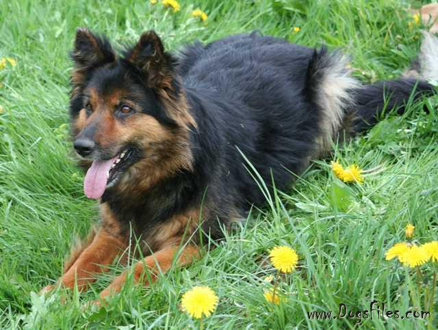 Dog Photo