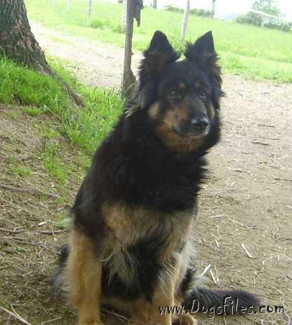 Dog Photo