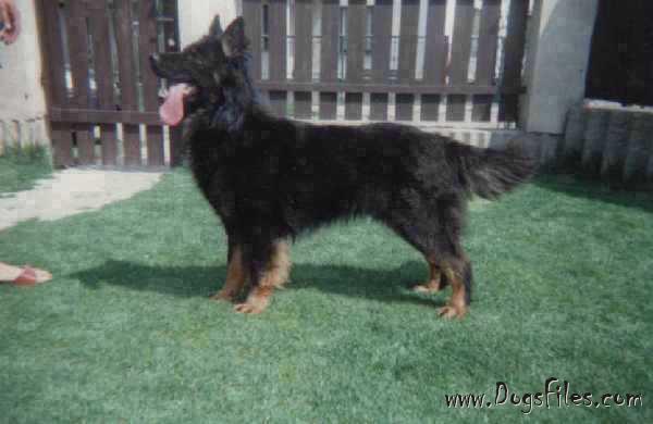 Dog Photo