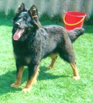 Dog Photo