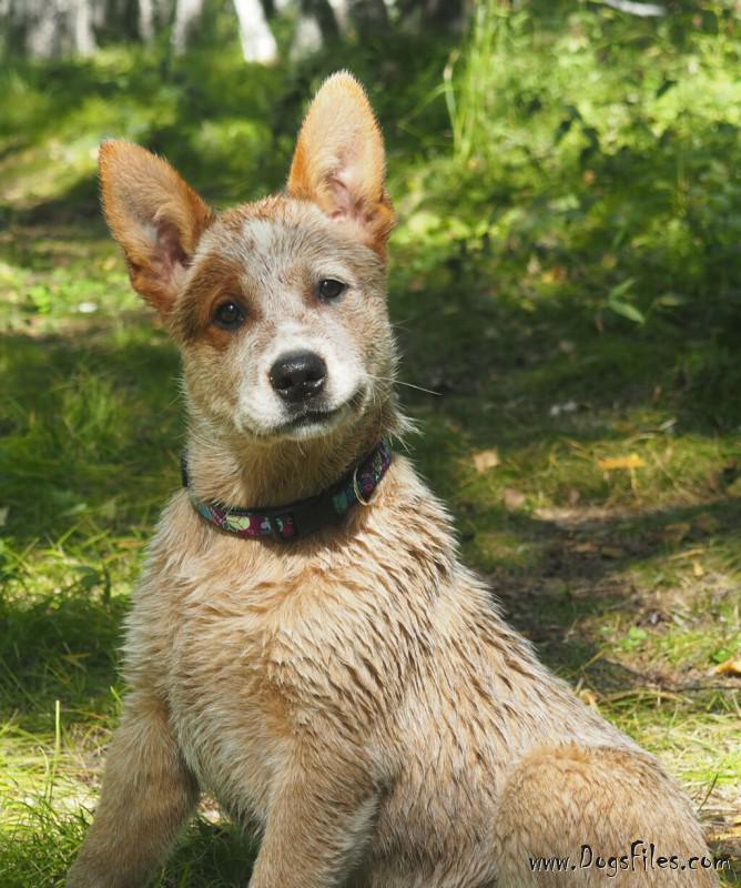 Dog Photo
