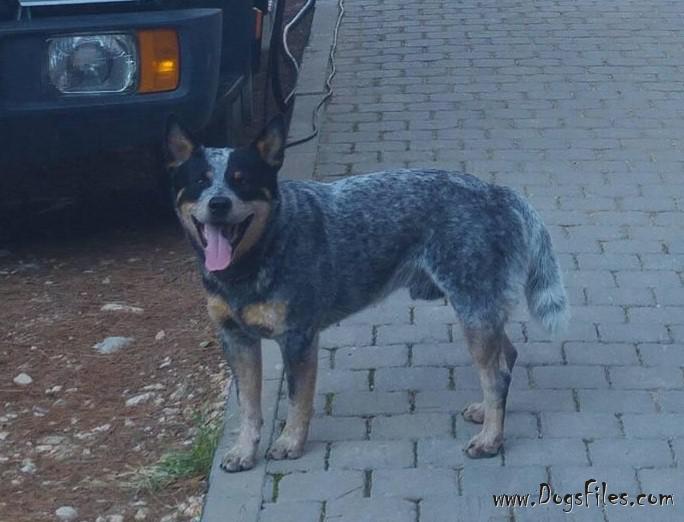 Dog Photo