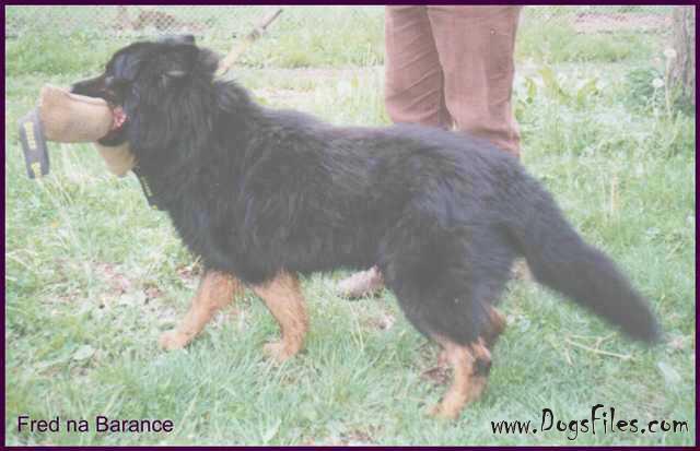 Dog Photo
