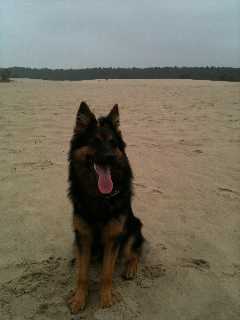 Dog Photo